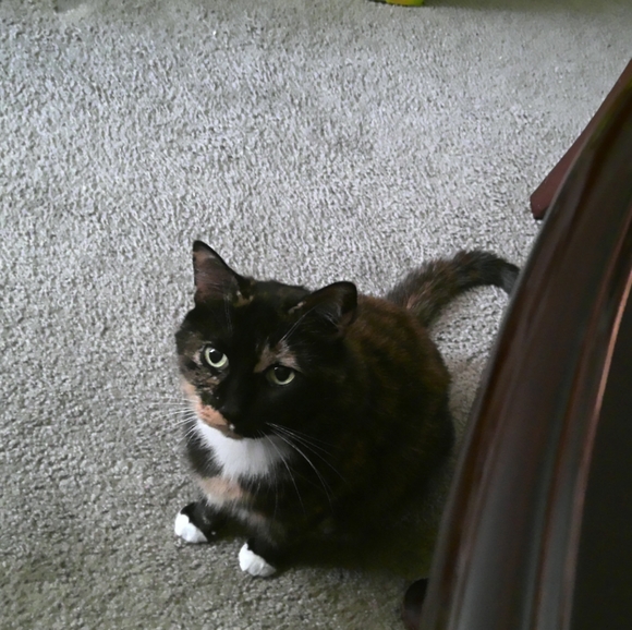 VERY ANIMAL FRIENDLY HOME 🐕🐈🕷🐢🐀❤ - Picture 15 of 16